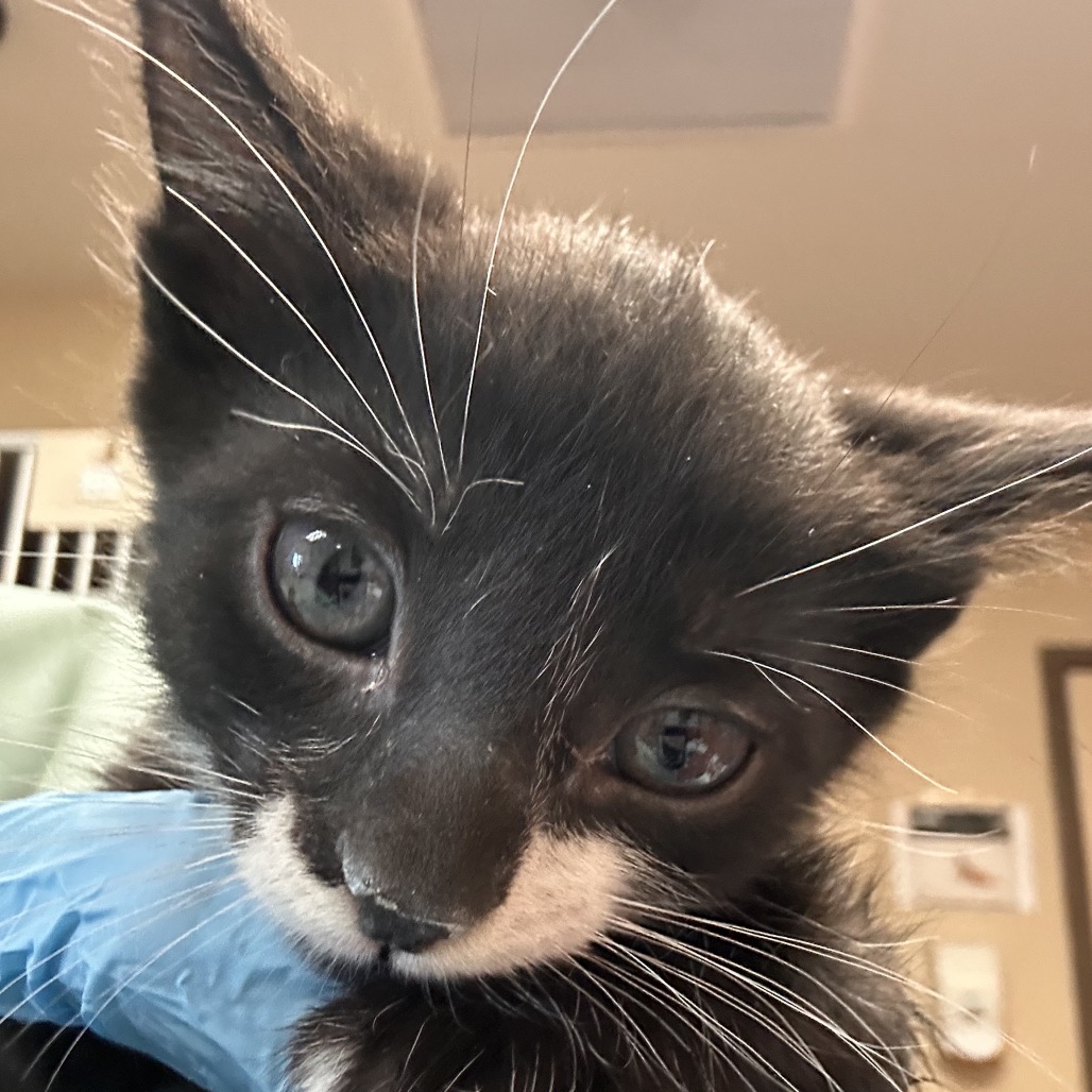 Shelter Stray Male Cat last seen , 11665 US-89, Flagstaff, AZ 86004, USA