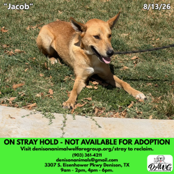 Shelter Stray Male Dog last seen , 3307 S Eisenhower Pkwy, Denison, TX 75020, USA