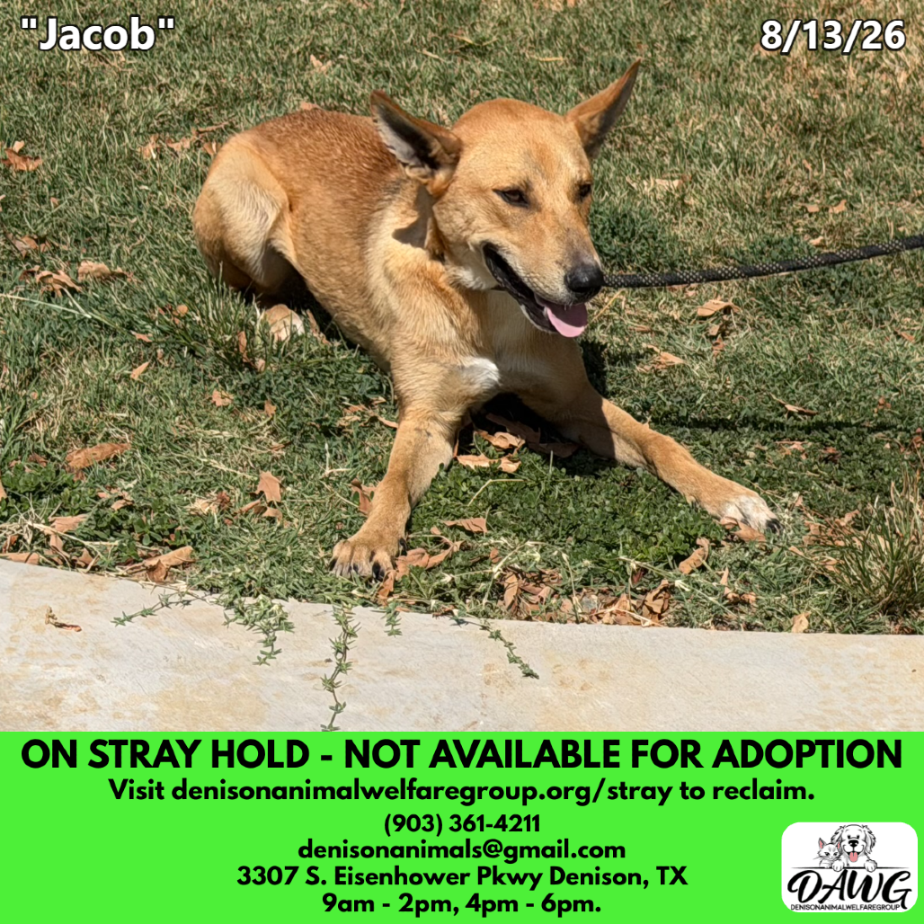 Shelter Stray Male Dog last seen , 3307 S Eisenhower Pkwy, Denison, TX 75020, USA