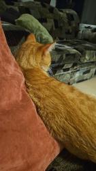 Reunited Male Cat last seen Berlioz/île des soeurs, Montréal, QC H3E 1K9