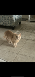 Lost Female Cat last seen Princewood Dr in Beaver Creek Neighborhood, Denton, TX 76207