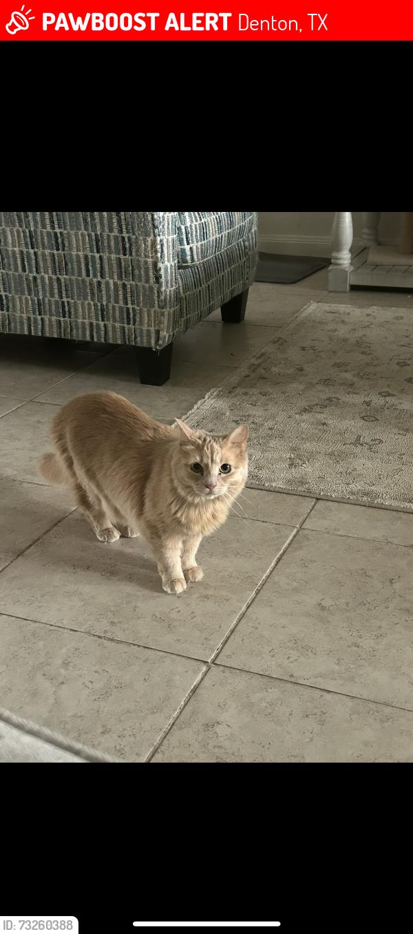 Lost Female Cat last seen Princewood Dr in Beaver Creek Neighborhood, Denton, TX 76207