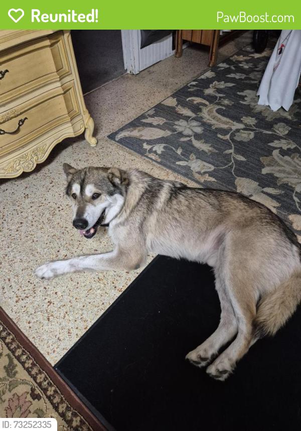 Reunited Male Dog last seen Manette Cir and old kings rd, Daytona Beach, FL 32117