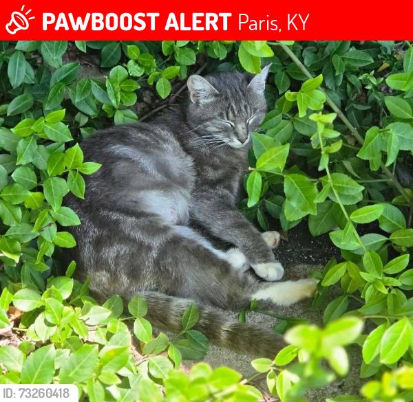 Lost Female Cat last seen Hutchinson Road, Paris, KY 40361
