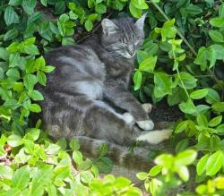 Lost Female Cat last seen Hutchinson Road, Paris, KY 40361