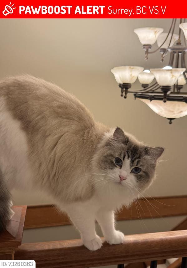 Lost Female Cat last seen Near A ave cross 154 st, Surrey, BC V3S 0V2