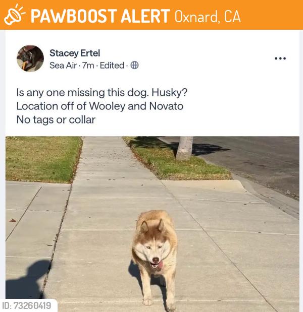 Found/Stray Unknown Dog last seen Wooley and Novato, Oxnard, CA 93030