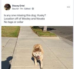Found/Stray Unknown Dog last seen Wooley and Novato, Oxnard, CA 93030