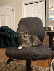 Lost Male Cat last seen Wellsley Neighborhood Cary, Cary, NC 27519