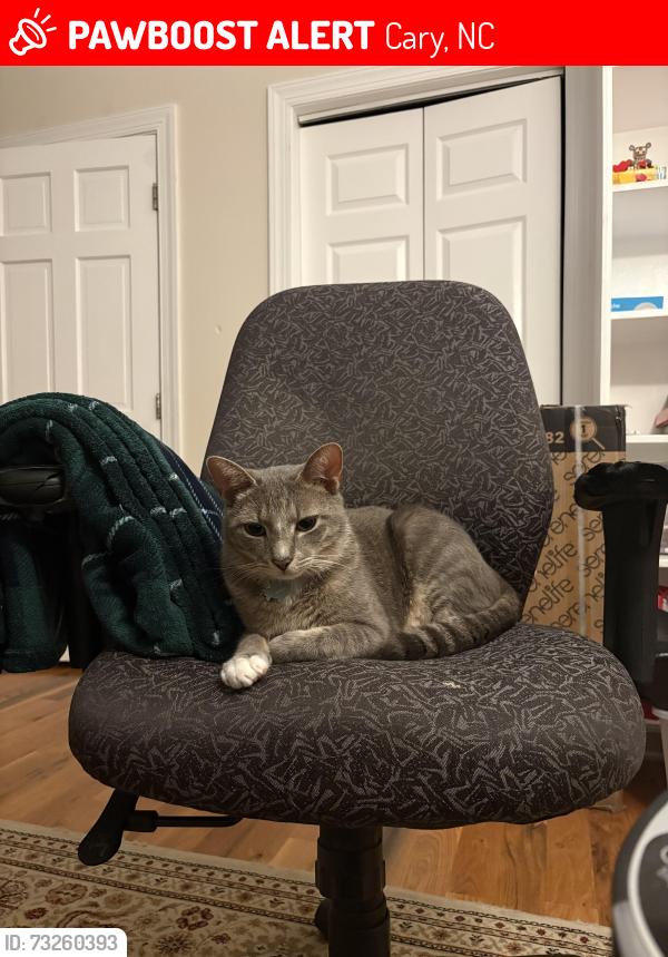 Lost Male Cat last seen Wellsley Neighborhood Cary, Cary, NC 27519