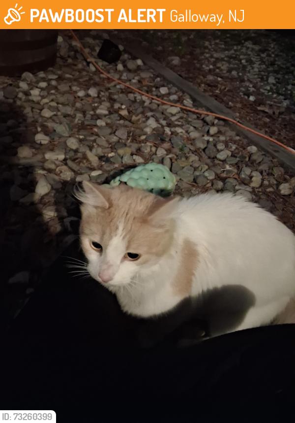 Found/Stray Unknown Cat last seen Johnson and nectar intersection, Galloway, NJ 08205