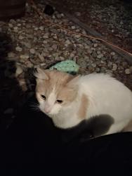 Found/Stray Unknown Cat last seen Johnson and nectar intersection, Galloway, NJ 08205