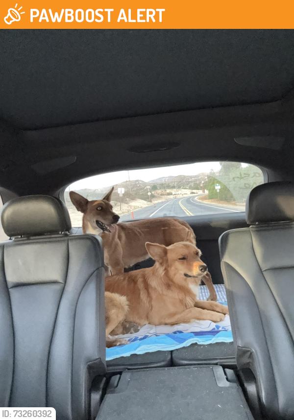 Found/Stray Unknown Dog last seen Near and 371 highways, Riverside County, CA 92539