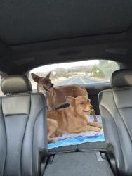 Found/Stray Unknown Dog last seen Near and 371 highways, Riverside County, CA 92539