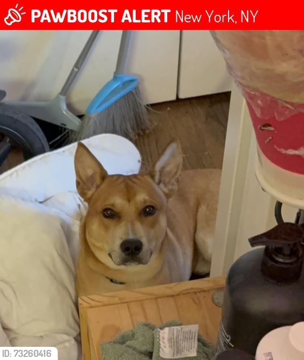 Lost Male Dog last seen Near Ave D, New York, NY 10009