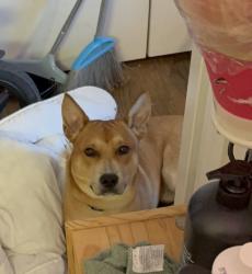 Lost Male Dog last seen Near Ave D, New York, NY 10009