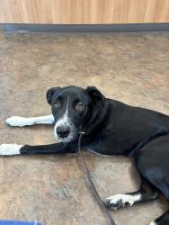 Found/Stray Male Dog last seen Regal and Thurston, Spokane, WA 99223