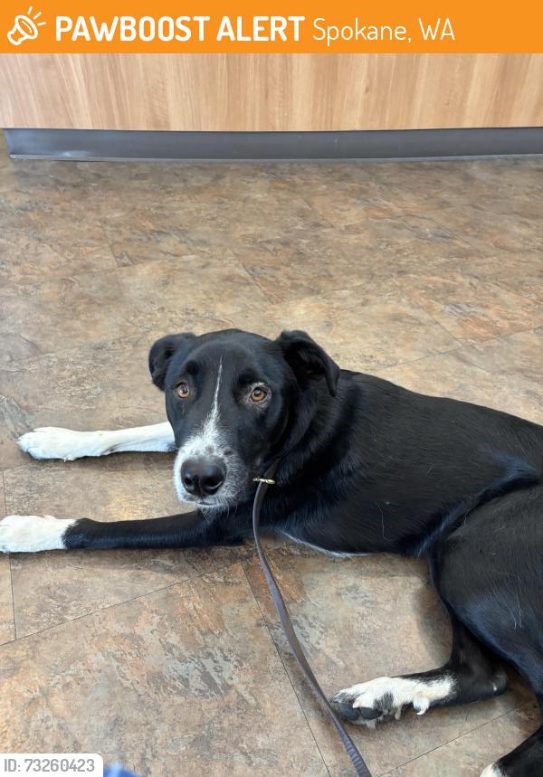 Found/Stray Male Dog last seen Regal and Thurston, Spokane, WA 99223