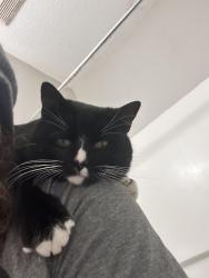 Reunited Male Cat last seen Clemmons Station apmt Homes, Clemmons, NC 27012