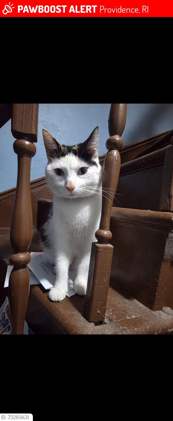 Lost Female Cat last seen Ellery and wood street, Providence, RI 02909