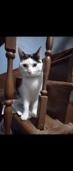 Lost Female Cat last seen Ellery and wood street, Providence, RI 02909