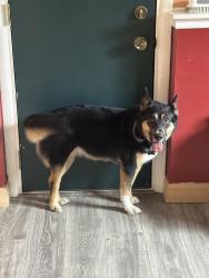 Lost Female Dog last seen Meade,, Saginaw, MI 48602