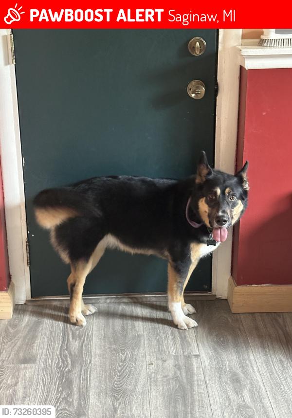 Lost Female Dog last seen Meade,, Saginaw, MI 48602