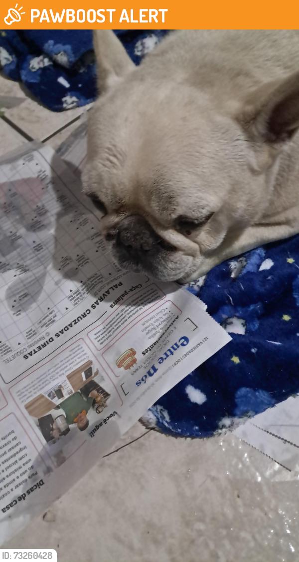 Found/Stray Unknown Dog last seen Confominio jardim das Mercedes, Vila Nova Jaragua, SP 05180-040