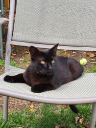 Lost Female Cat last seen By the loop 323 and Walmart, Tyler, TX 75701