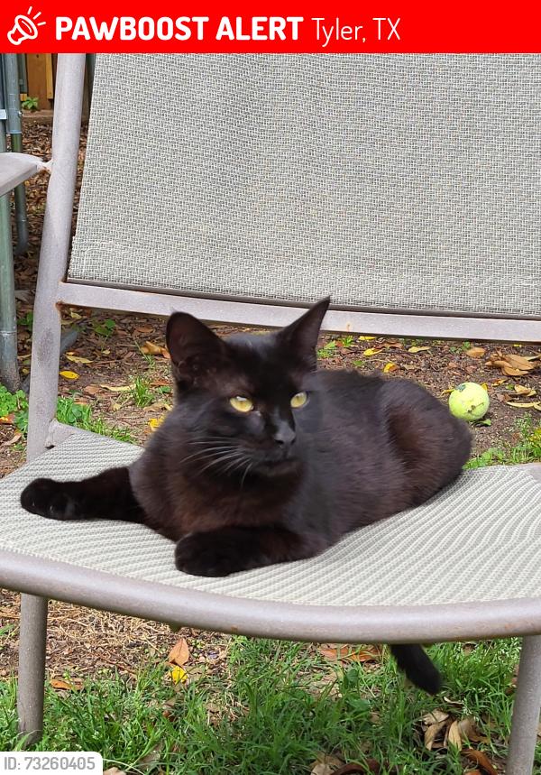 Lost Female Cat last seen By the loop 323 and Walmart, Tyler, TX 75701