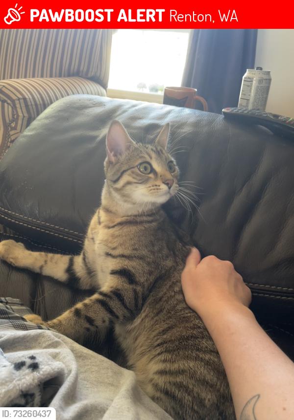 Lost Male Cat last seen Near se 169th pl, Renton, WA 98058