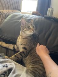 Lost Male Cat last seen Near se 169th pl, Renton, WA 98058