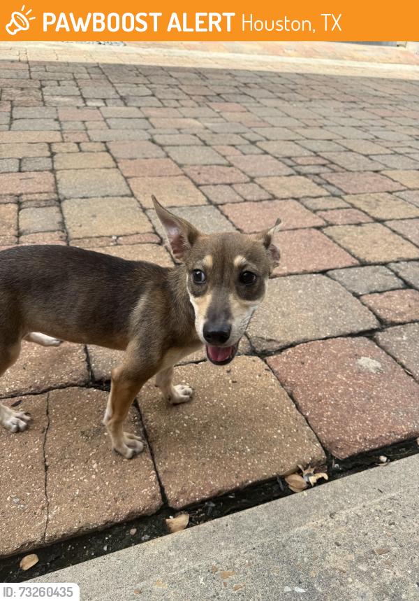 Found/Stray Female Dog last seen Wichita and Crawford, Houston, TX 77004