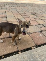 Found/Stray Female Dog last seen Wichita and Crawford, Houston, TX 77004