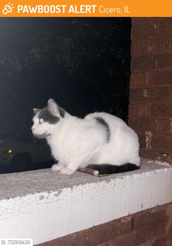 Found/Stray Unknown Cat last seen 58th & 16th, Cicero, IL 60804