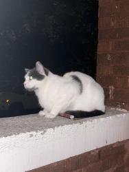Found/Stray Unknown Cat last seen 58th & 16th, Cicero, IL 60804
