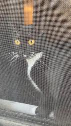 Lost Female Cat last seen Near 6th Avenue Huntington wv, Huntington, WV 25701
