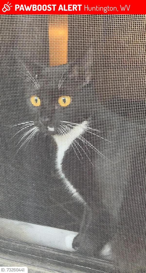 Lost Female Cat last seen Near 6th Avenue Huntington wv, Huntington, WV 25701