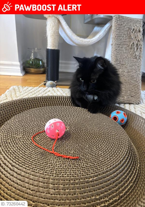 Lost Female Cat last seen Yonge and Old Colony, Richmond Hill, ON L4E 4L5
