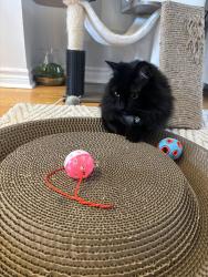 Lost Female Cat last seen Yonge and Old Colony, Richmond Hill, ON L4E 4L5