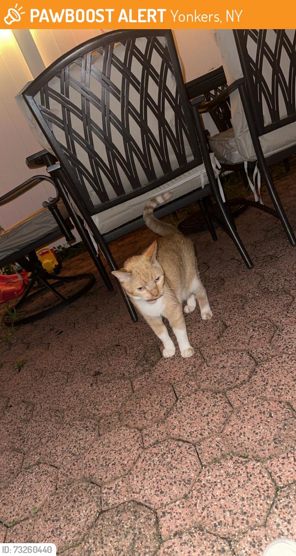 Found/Stray Unknown Cat last seen Near king avenue, Yonkers, NY 10703