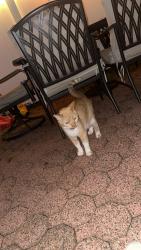 Found/Stray Unknown Cat last seen Near king avenue, Yonkers, NY 10703