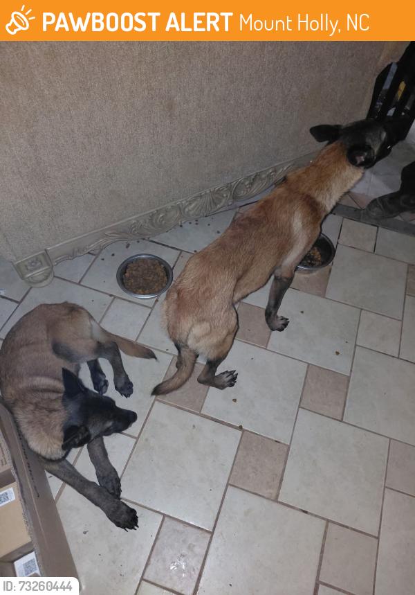 Found/Stray Unknown Dog last seen O'Reilly, Mount Holly, NC 28120