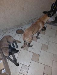 Found/Stray Unknown Dog last seen O'Reilly, Mount Holly, NC 28120