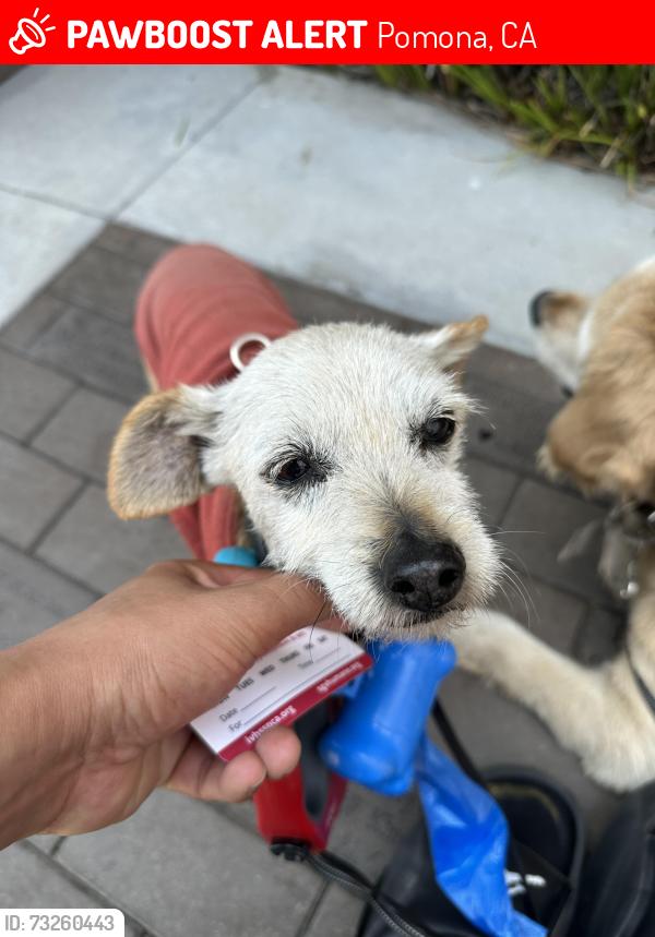 Lost Female Dog last seen Holt and hamilton, Pomona, CA 91768