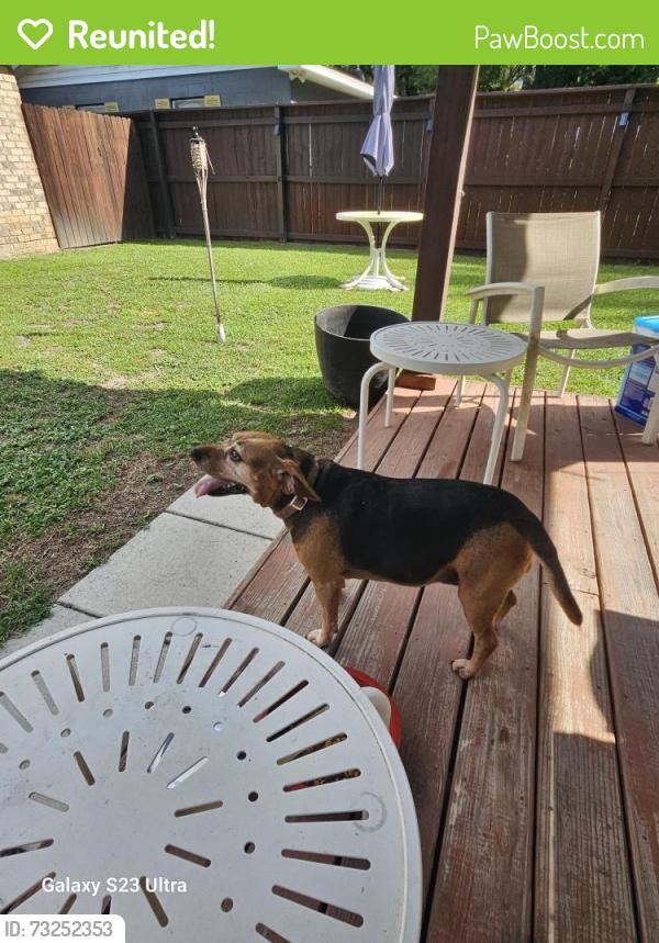 Reunited Female Dog last seen Burgess, Pensacola, FL 32503