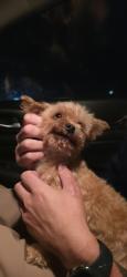 Found/Stray Male Dog last seen Lily grace, Chattanooga, TN 37421