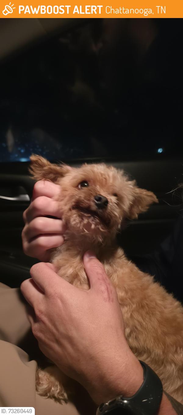 Found/Stray Male Dog last seen Lily grace, Chattanooga, TN 37421