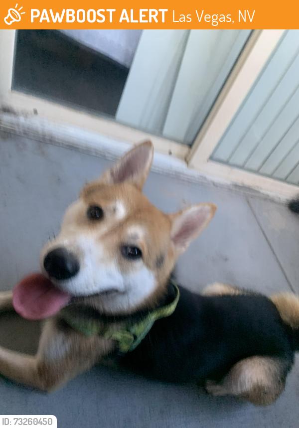 Found/Stray Male Dog last seen Near E Craig Rd Ste 8 Las Vegas, NV 89115 United States, Las Vegas, NV 89115