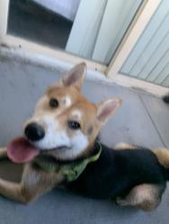 Found/Stray Male Dog last seen Near E Craig Rd Ste 8 Las Vegas, NV 89115 United States, Las Vegas, NV 89115